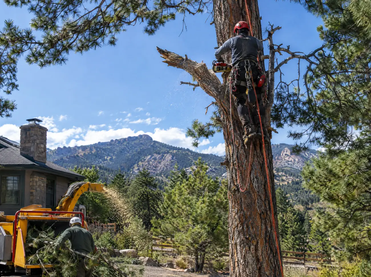 Castle Rock tree service: an arborist pruning a ponderosa pine